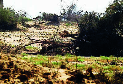 NGT hearing on khejri trees felling case today