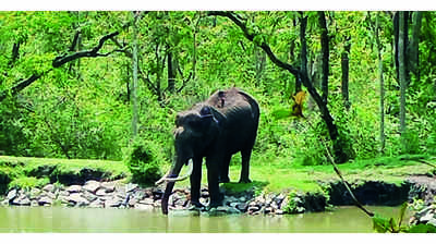 ‘Jumbo population to be revealed after analysis’