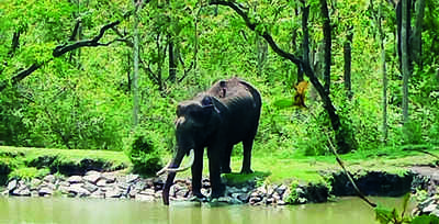 ‘Jumbo population to be revealed after analysis’