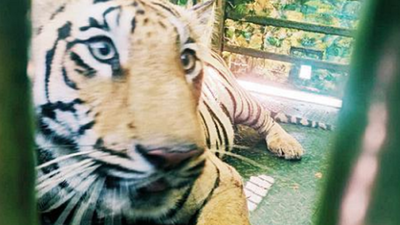 2 tigresses to be released in Nagzira today