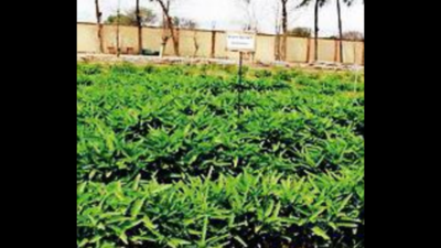IIVR tech to help commercial cultivation of water spinach