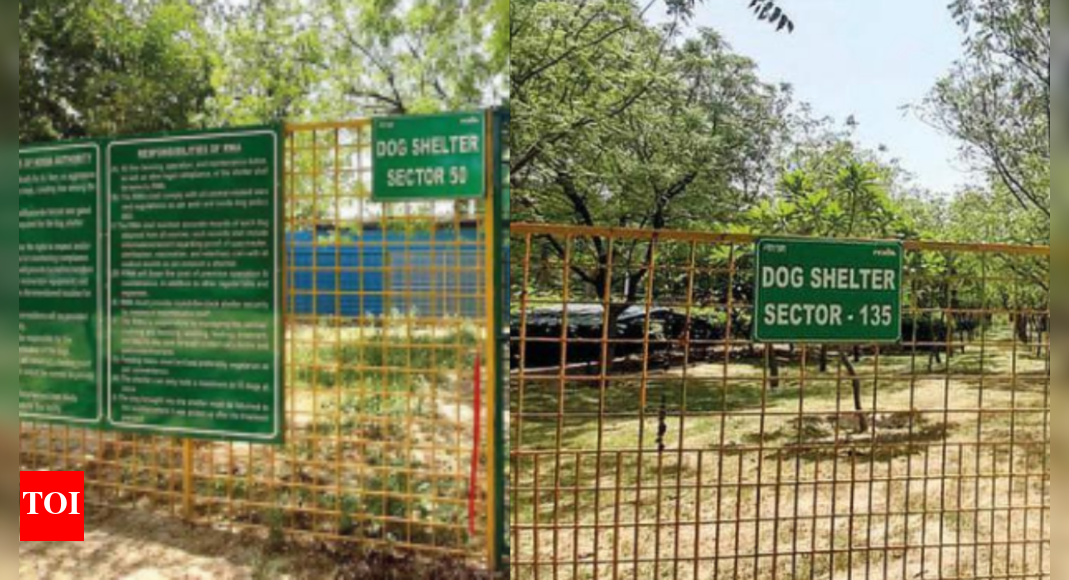 No Animals, Only Overgrowth Just 2 Months After Launch, Dog Shelters