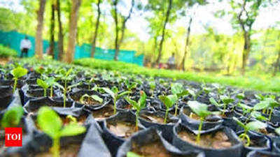Over 3000 saplings planted in Arunachal
