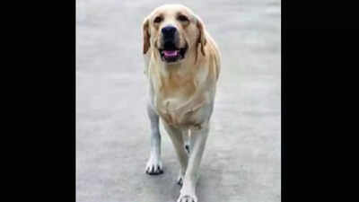 Delivery boy panics at sight of dog, falls off 3rd floor building in Telangana's Manikonda