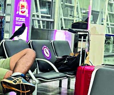Crow menace irks passengers at MIA
