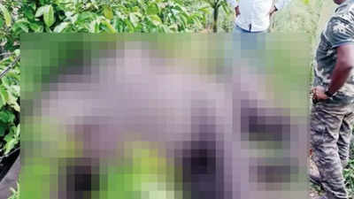 20-year-old pregnant jumbo shot dead in Karnataka's Kodagu; 2 accused estate owners on the run