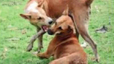 14 injured after dog goes on biting spree in Telangana's Mahabubabad