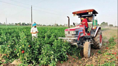 Punjab farmer ploughs unprofitable capsicum in field after dumping it on Mansa roads
