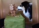 A cute dog wins a game of Jenga with finesse