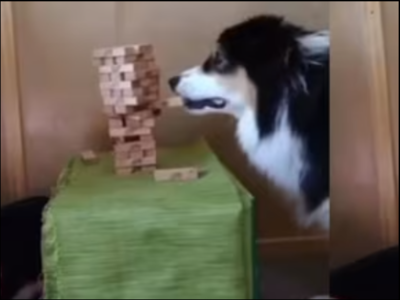 A cute dog wins a game of Jenga with finesse