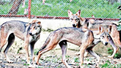 Only 150 wolves left in Gujarat
