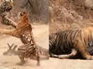 Watch the clash between a tiger and a tigress as the latter tries to steal his prey