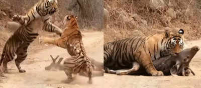 Watch the clash between a tiger and a tigress as the latter tries to steal his prey