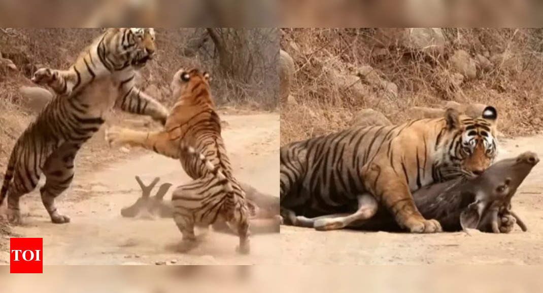 Siberian tiger vs. Bengal tiger - Fighting techniques 