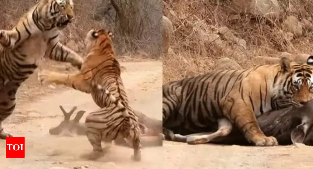 Watch the clash between a tiger and a tigress as the latter tries to ...