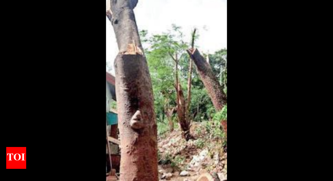 Frame rules for protecting trees in rural areas: Green tribunal to HP ...