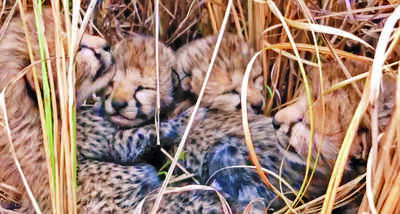 One of four Cheetah cubs born inside Kuno National Park dies of weakness