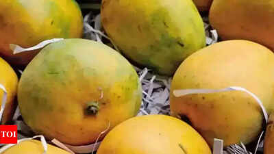 Climate vagaries mar global foray of Bengaluru mangoes