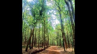 Massive hunt on for poachers who killed Similipal guard