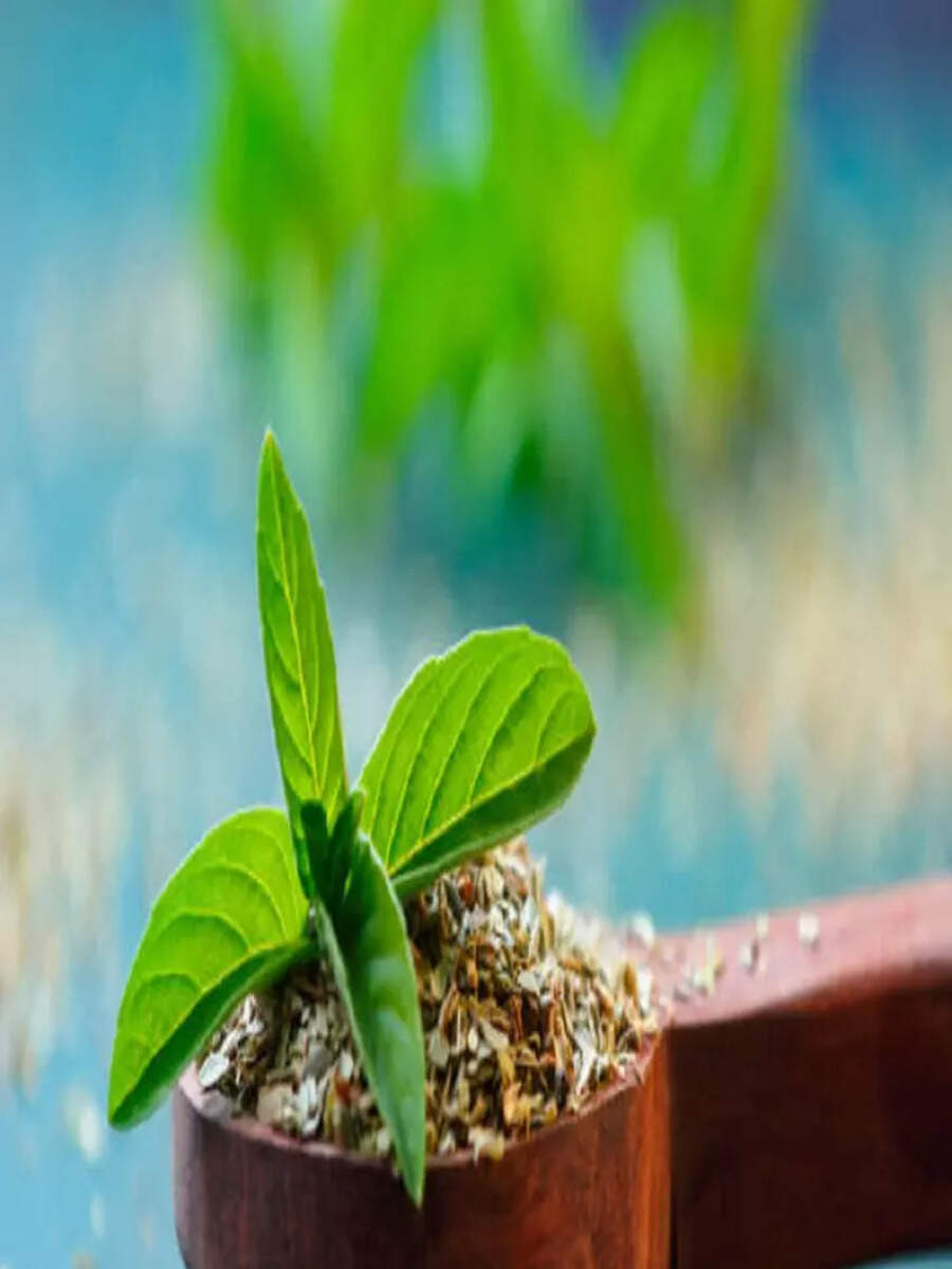 10 Sacred Plants to Deepen Your Faith According to Hinduism Times Now