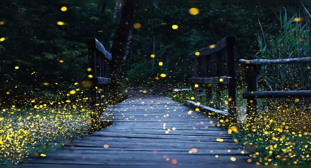 Fireflies Festival 2023: Top 5 places to spot fireflies in Maharashtra ...