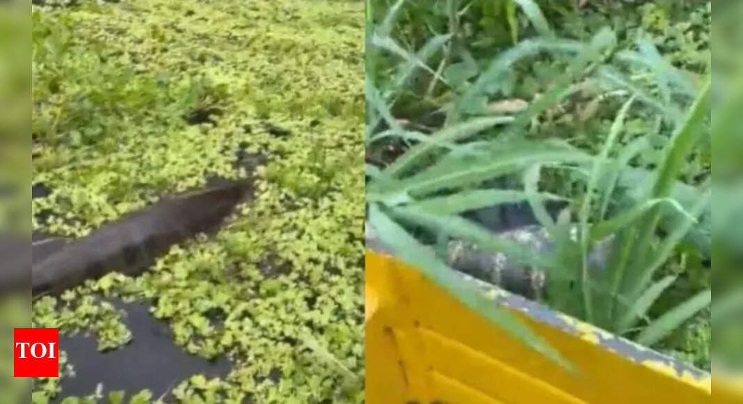 Massive anaconda swims next to a man on the boat - Times of India