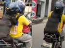 Watch the video of a dog wearing a helmet on the bike ride