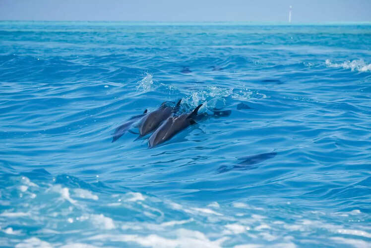 Dolphin watching