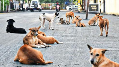 No representation for southern states in Animal Welfare Board