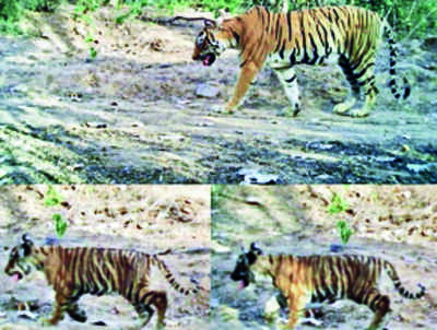 Tigress T-69 spotted with 2 cubs in R’bore