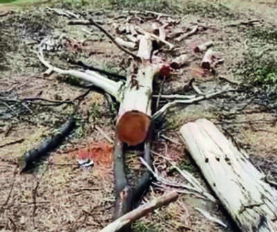 Action sought against illegal felling of trees