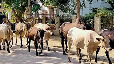 Over 11.5 lakh stray cattle have got a safe shelter in UP