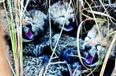 Two more Cheetah cubs die inside Kuno, one rescued