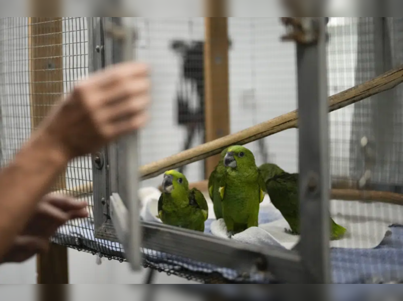 Smuggled parrot eggs found in a carry on bag at the airport Times of