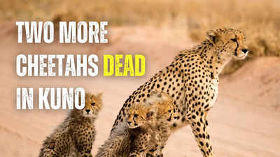 Heat wave claims lives of two more Jwala cheetah cubs at Kuno National Park, bringing the total number of cheetah deaths to six