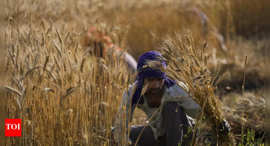 India’s foodgrains output set to touch a new record at 330 million tonnes in 2022-23 | India News