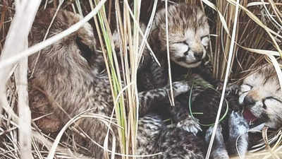 As 2 more die, just 1 of 4 Kuno cheetah cubs left