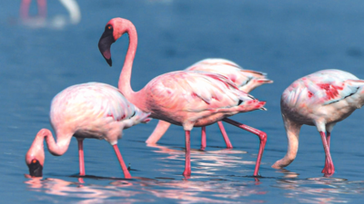 After seven years, lesser flamingos at Pulicat