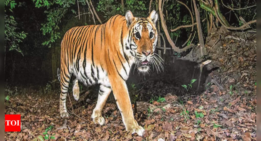 ‘Tiger population growth rate of less than 1% a year nothing to brag about’ | India News – Times of India