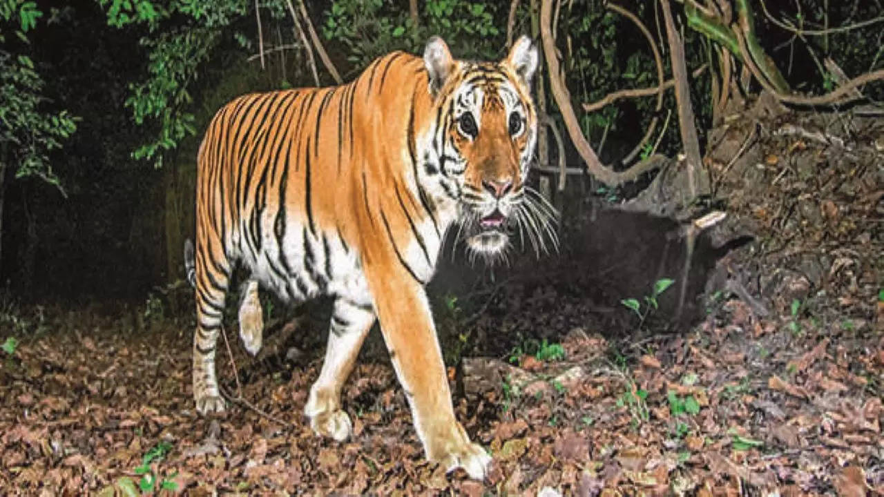 Endangered tiger population in ground-breaking population modelling study