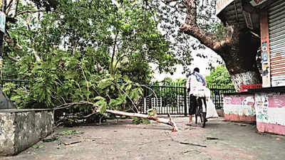 Storm fells trees, hits power supply in Odisha