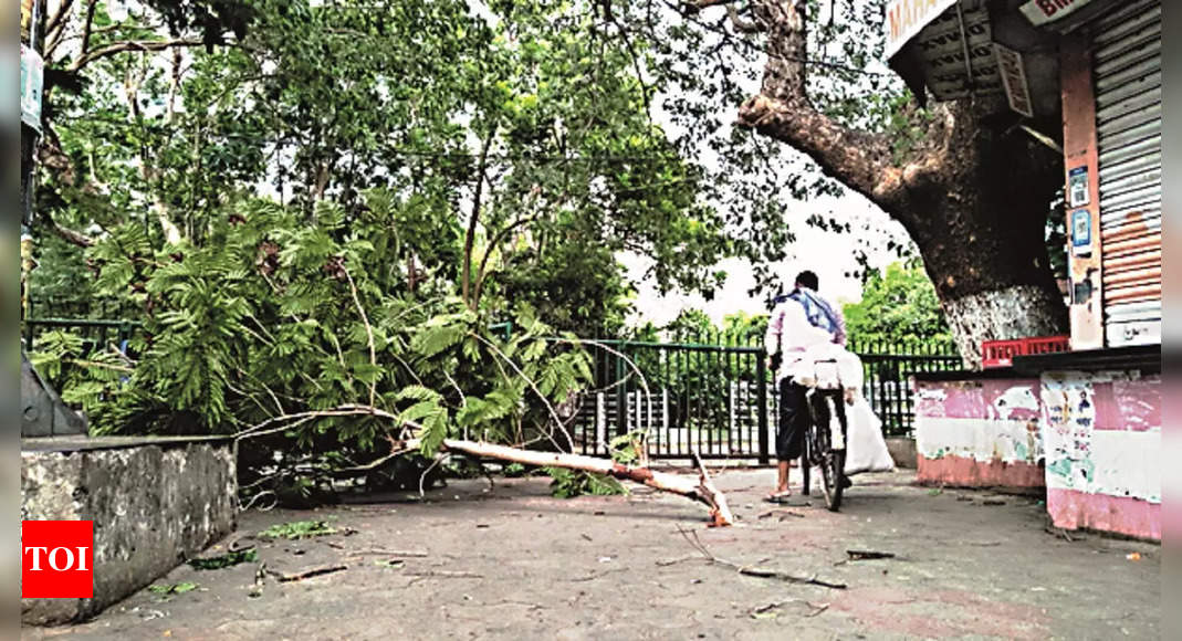 Storm fells trees, hits power supply in Odisha | Bhubaneswar News