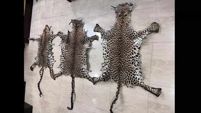 Odisha: 3 leopard skins seized from Rayagada
