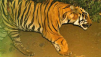 Elusive for a month, tiger kills cow, calf in Mhow