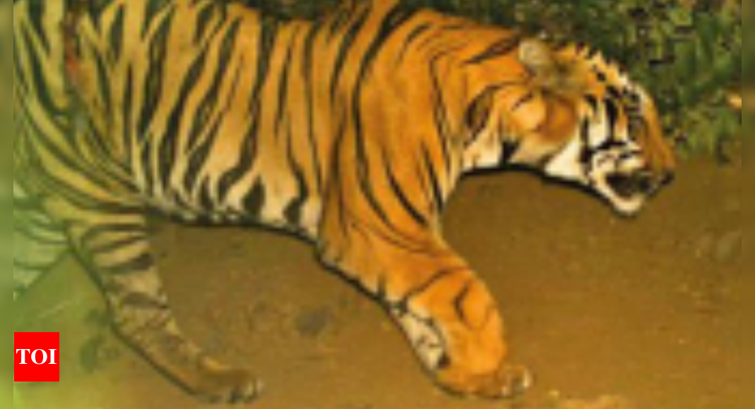 Elusive for a month, tiger kills cow, calf in Mhow | Bhopal News ...