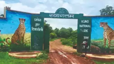 Mistaken for 'dacoits', Project Cheetah team from MP's Kuno National Park attacked by villagers, four injured