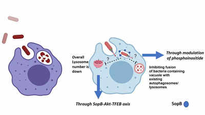 Like thieves evading capture, disease-causing Salmonella tricks host’s immune system