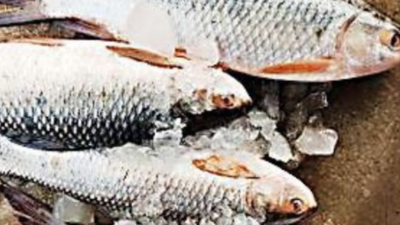 Mizoram govt warns against consumption of imported 'rohu' fish