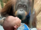 Orangutan asks for a closer look of the newborn at the zoo