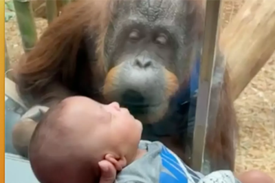 Orangutan asks for a closer look of the newborn at the zoo